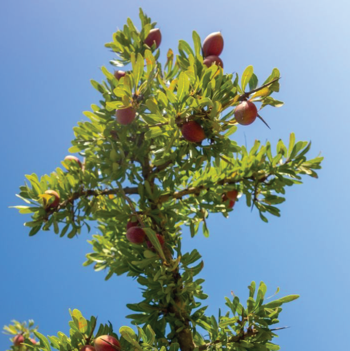 Argan tree@2x