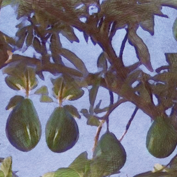 Cocoa tree@2x