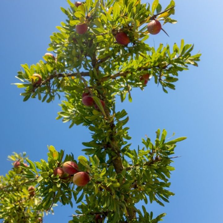 argan tree