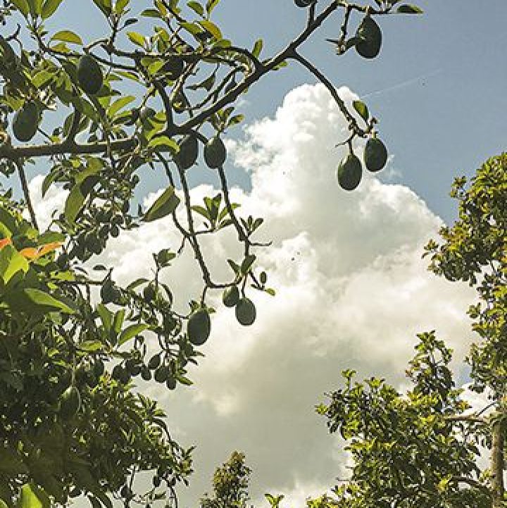 avocado tree