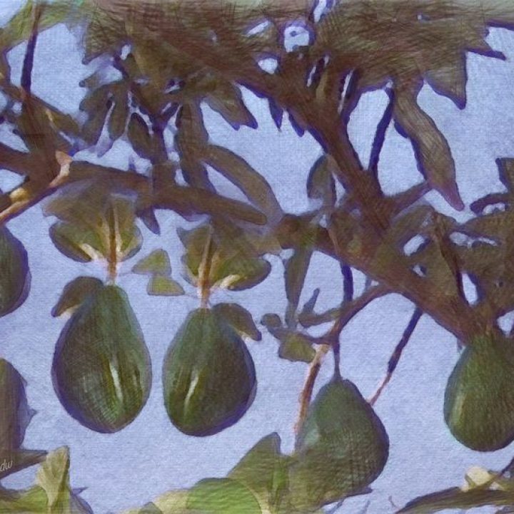 cocoa tree